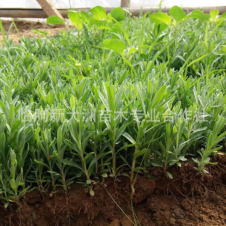 薰衣草小苗 成品营养钵 青州花卉基地大量出售优质法国蓝薰衣草花