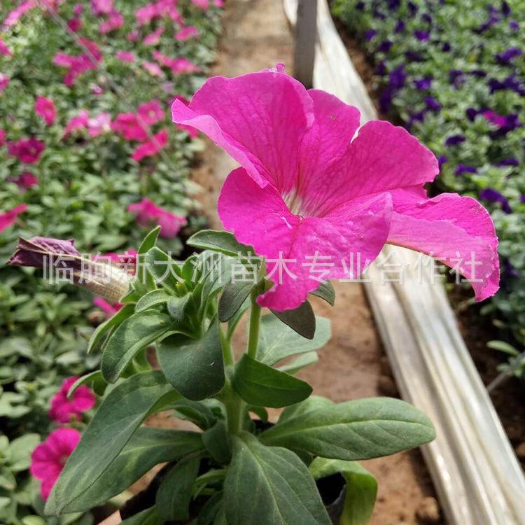 矮牵牛盆栽 青州花卉市场批发净化空气室内盆景多色矮牵牛喇叭花