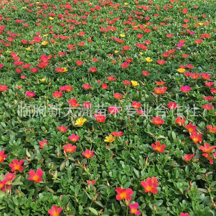 青州太阳花种植基地  庭院工程用绿化草花马齿笕 太阳花批发
