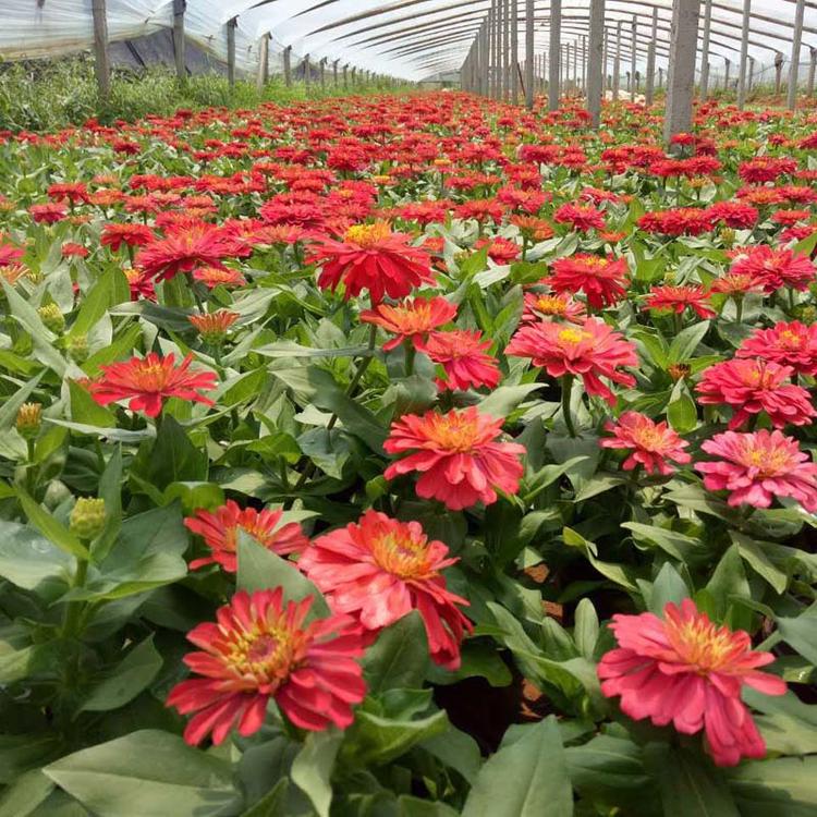 百日草 基地种植  节庆租摆花卉 多色花卉国庆绿化植物