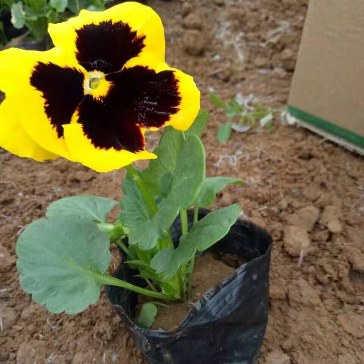 青州三色堇  耐寒草花三色堇  三色堇价格