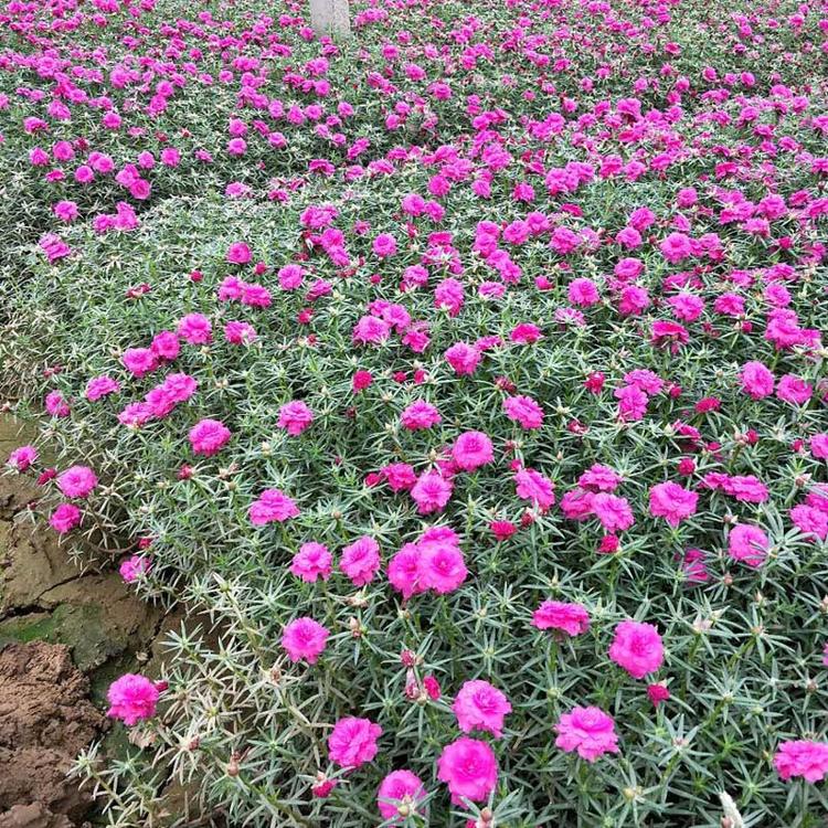 半枝莲 大花马齿苋多色太阳花 红色重瓣松叶龙须牡丹
