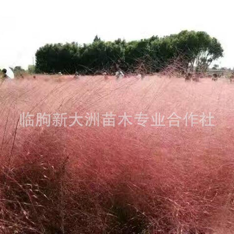 山东青州 粉黛乱子草种植基地 多芽 观赏草 特价批发粉黛乱子草
