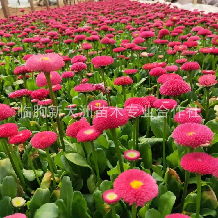 青州雏菊种植基地 常年直销各种草花 杯苗 质优价廉 特价批发雏菊