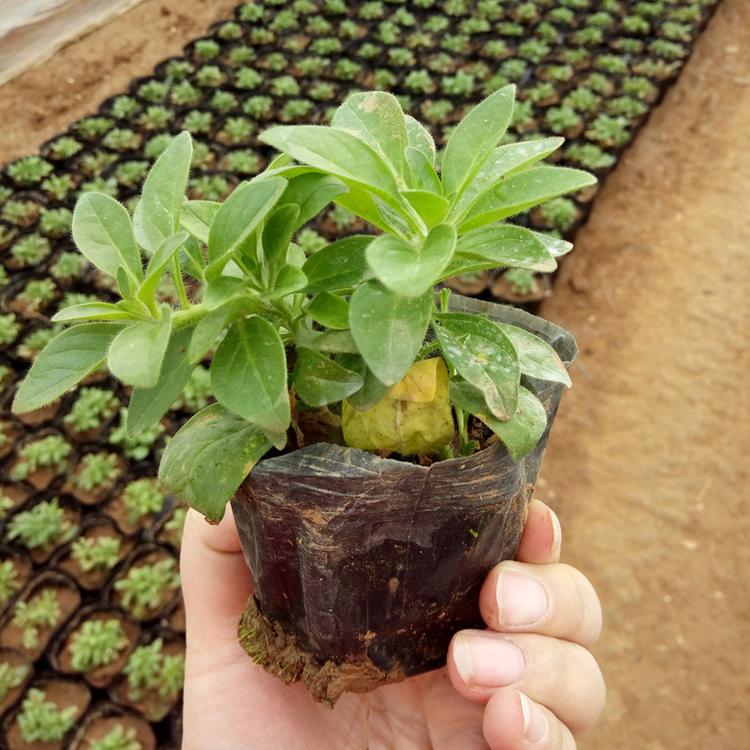 垂吊牵牛花苗 草花类吊牵牛 青州花卉基地特价批发垂吊牵牛苗