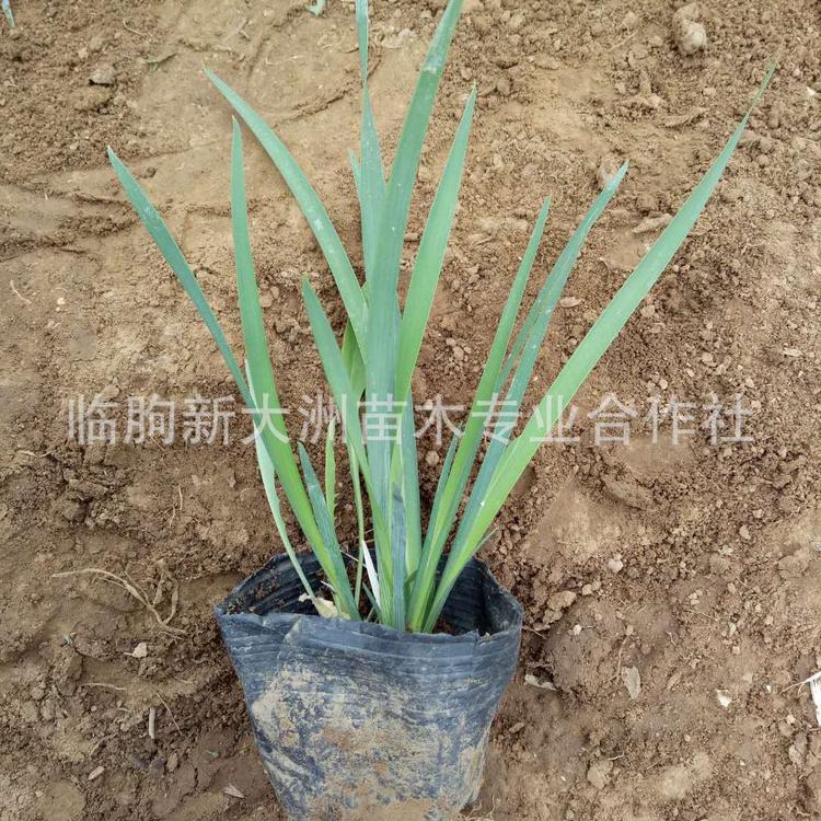马兰基地批发多年生宿根花卉 根系强生长快护坡绿化花卉马兰花