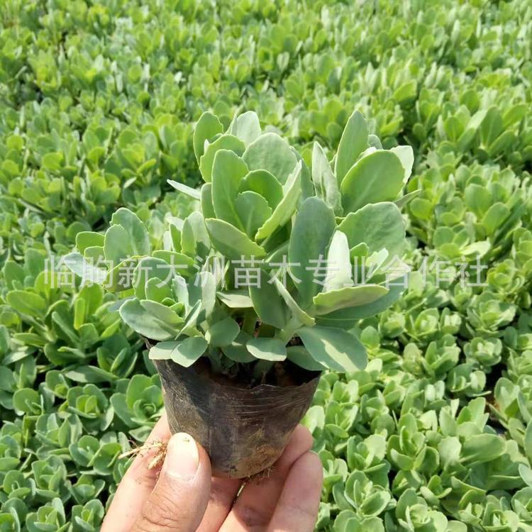 八宝景天种植基地常年直销各种宿根花卉租摆草花量大质优八宝景天