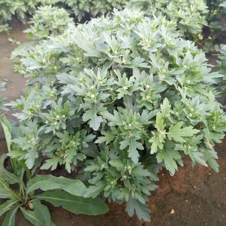 金秋十月开花国庆菊 存活率高秋菊 国庆菊销售批发各种宿根类花卉