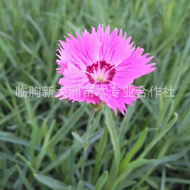 地被石竹 多年生宿根花卉 常夏石竹基地直销 特价批发地被石竹