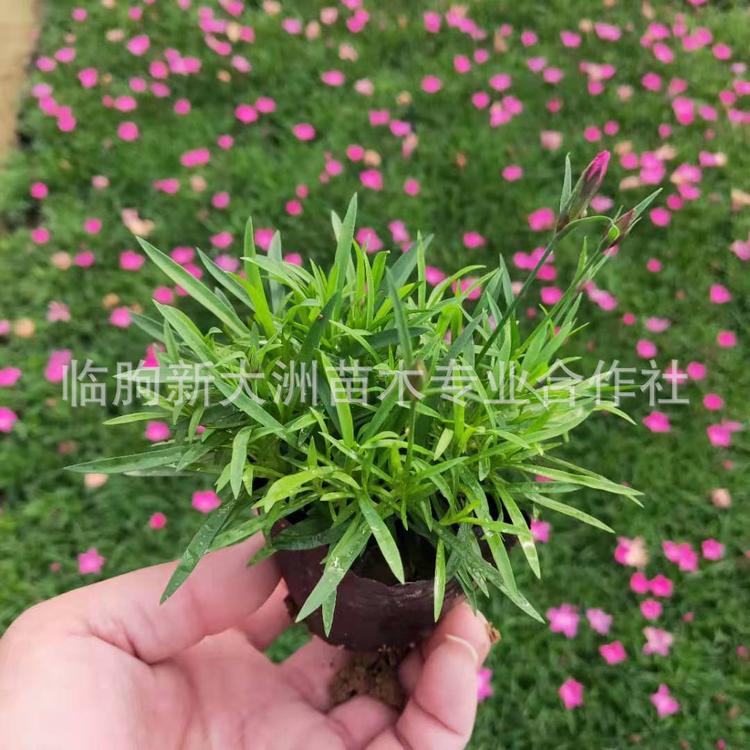 欧石竹种植基地 四季开花多年生宿根花卉 批发工程绿化欧石竹种苗