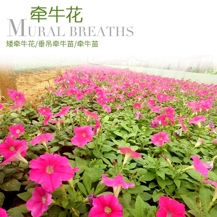 牵牛花盆栽 青州花卉市场批发多色矮牵牛喇叭花 垂钓牵牛花苗花卉