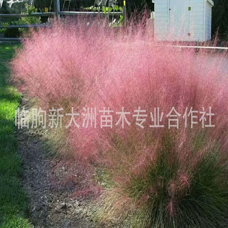 粉黛乱子草 多年生观赏草景观植物 花海网红草毛芒乱子草
