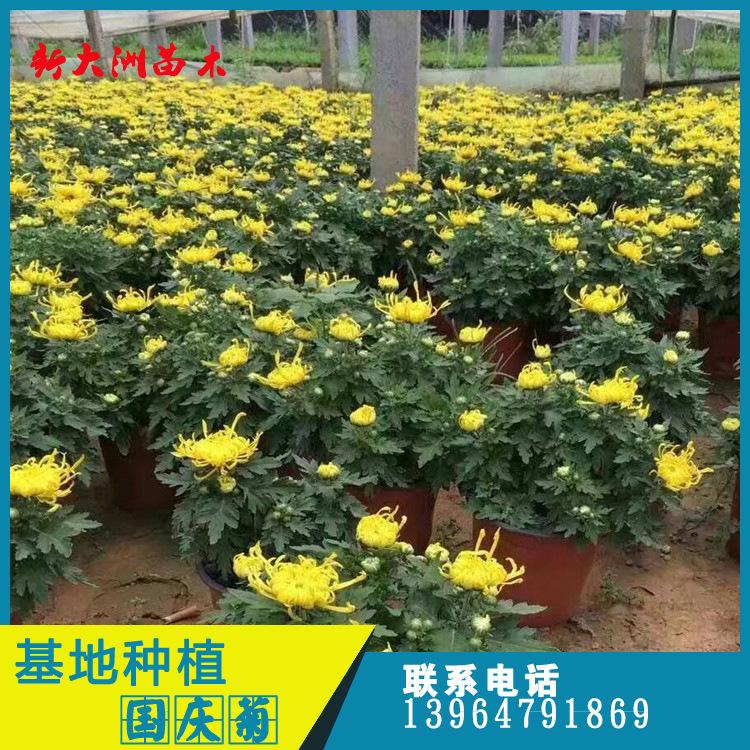 基地种植国庆菊花 大厅花卉国庆菊 室内观赏植物 秋菊
