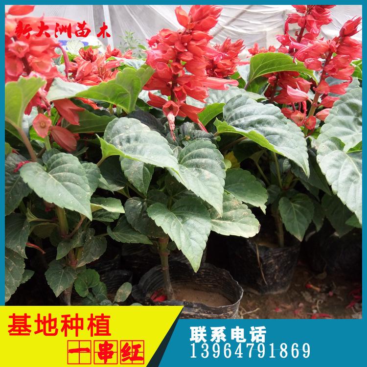 基地种植一串红花卉 宿根花卉一串红 爆仗红 象牙红