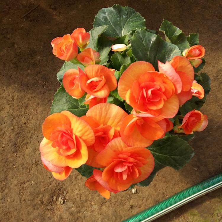 室内阳台盆栽植物海棠花 观花花卉绿植 四季开花丽格海棠