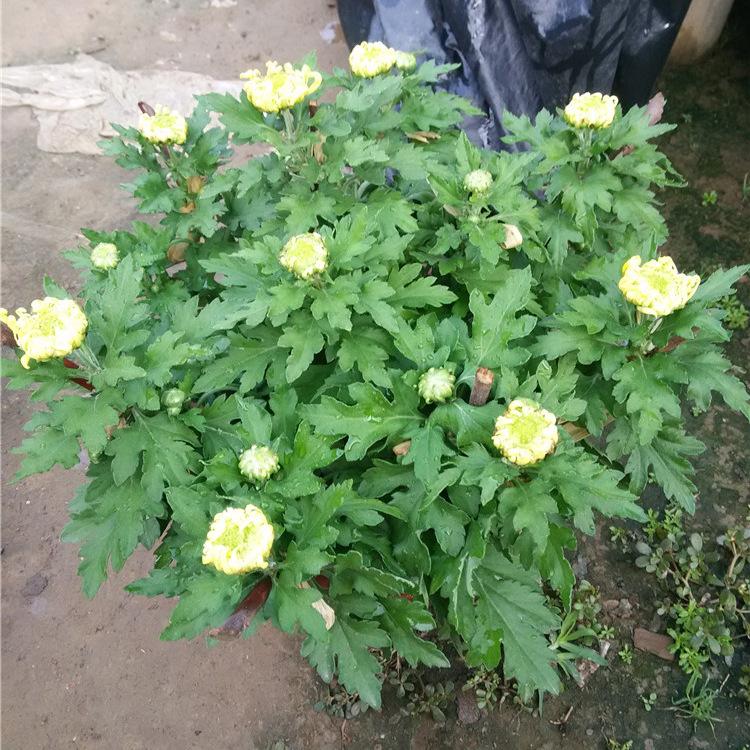 山东菊花种植基地 国庆租摆菊花 品种 规格齐全 基地直销九月菊