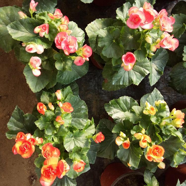 精品丽格海棠 花苗 盆栽花卉丽格海棠海棠 多色系
