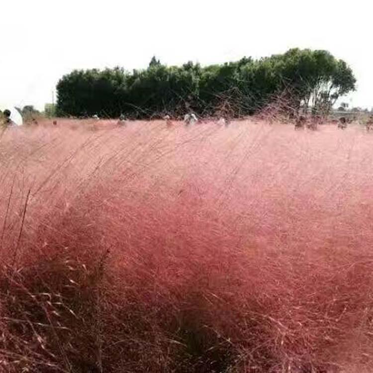 粉黛乱子草 多年生观赏草景观植物 花海热销产品毛芒乱子草批发