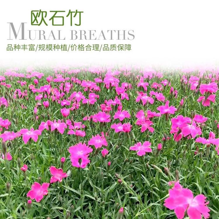 欧石竹花成品 基地批发优质欧石竹盆栽 绿化专用花卉石竹地被石竹