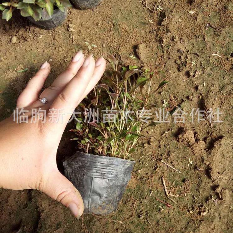 五色草穴盘 花卉基地批发杯苗 五色草立体花坛绿雕草花 五色草苗