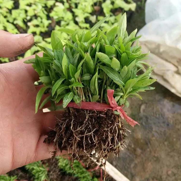 长春花苗 青州苗圃新春批发草花苗 基地直销绿化草花苗长春花小苗