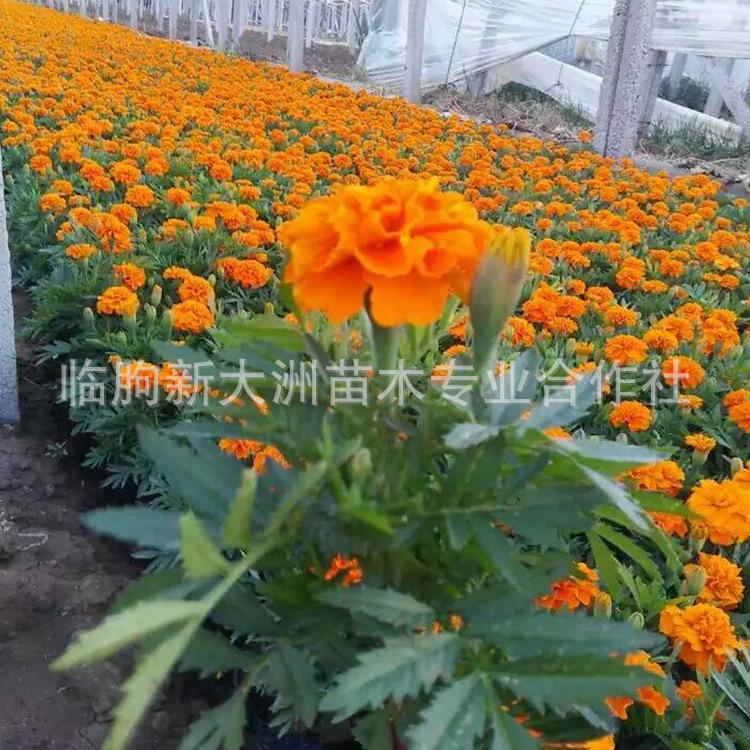 基地种植优质孔雀草批发 景观绿化用绿色植物 孔雀草 大量供应