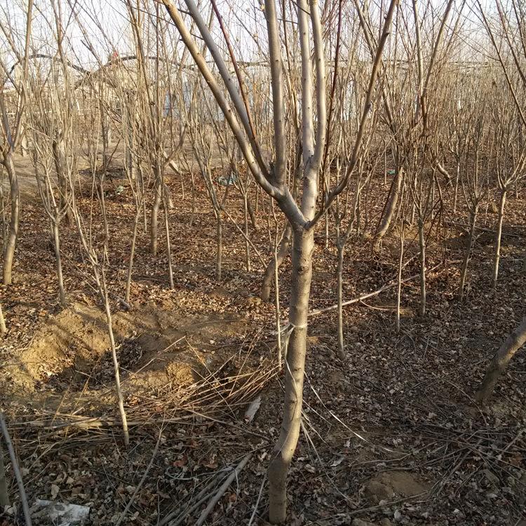 红叶碧桃 园林绿化苗木 工程绿化苗圃基地 批发花桃 红雪碧桃
