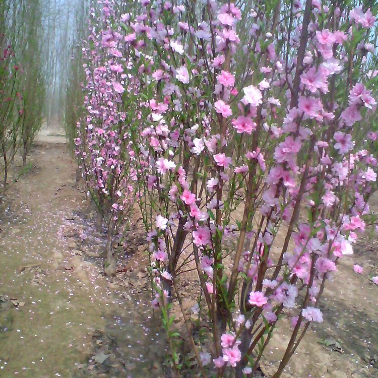 基地大量直销龙珠碧桃，工程绿化专用优质龙珠碧桃 成活率高