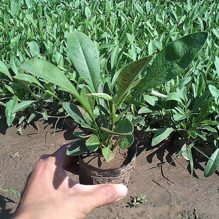 花海景观工程专用花卉金鸡菊 大花金鸡菊 公园绿化 长势快 价格低
