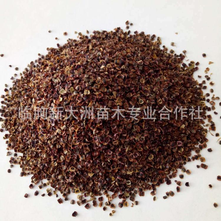 金鸡菊种子 撒播花卉种子 多年生多季开花 高芽率 大花金鸡菊种子