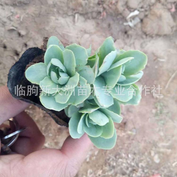 青州花卉基地批发水生植物三七景天 多年生景天宿根花卉八宝景天