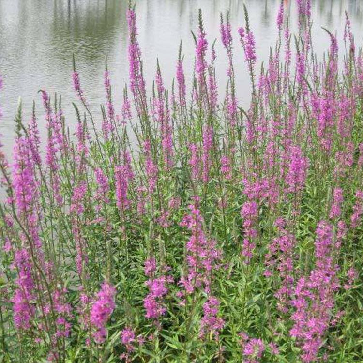 基地直销千屈菜 水生花卉 湿地绿化 公园绿化千屈菜批发 量大从优