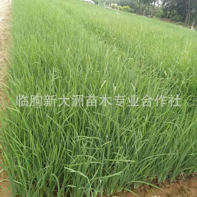 精品多芽马莲 马兰花 多年生宿根花卉植物 盆栽耐寒马蔺花苗