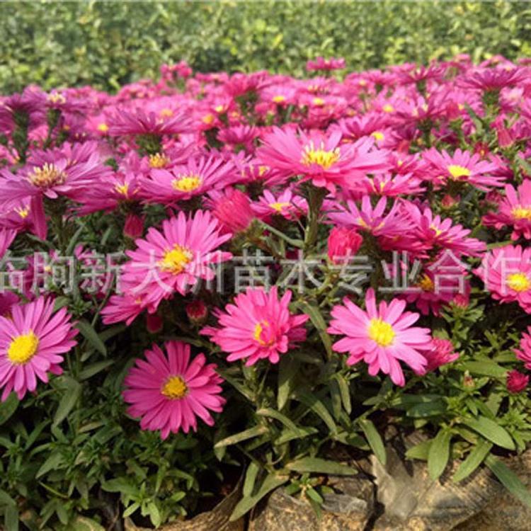 供应批发荷兰菊 宿根花卉地被植物 荷兰菊价格 荷兰菊种植基地
