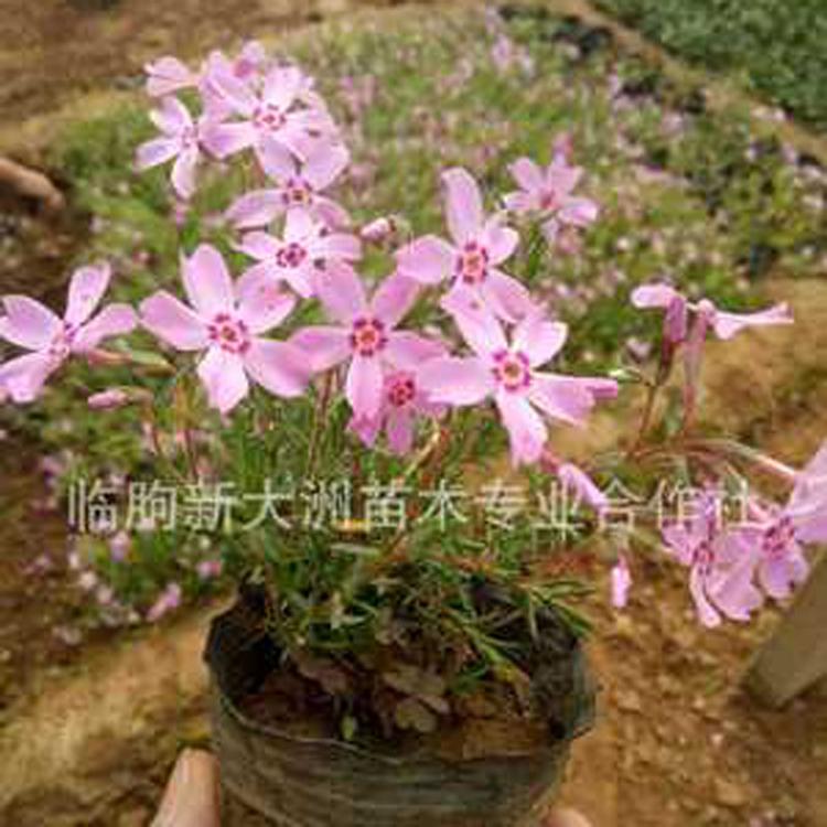 丛生福禄考花海热销花卉 耐寒宿根花卉 量大质优 颜色全 芝樱