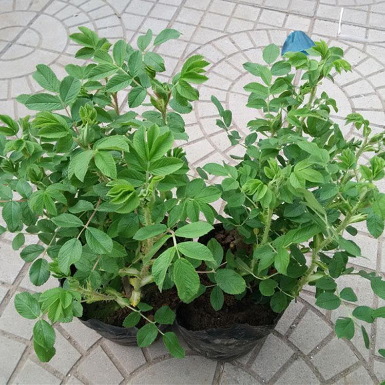 品种优良中天玫瑰 四季玫瑰盆栽 厂家直销 大量花卉 批发优惠