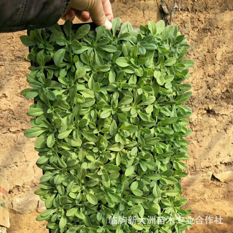 矮牵牛花花苗 四季开花植物室内庭院阳台矮牵牛种苗盆栽花卉