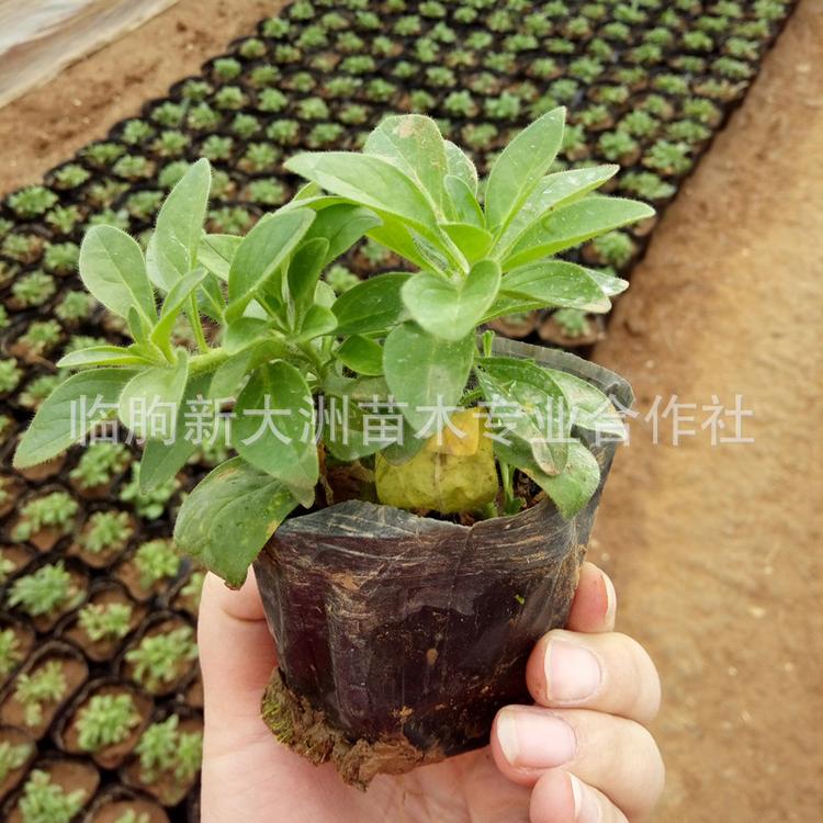 垂吊牵牛 青州花卉基地 垂吊牵牛苗 草花小苗 特价批发垂吊牵牛苗