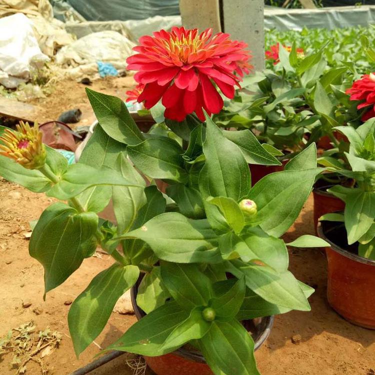 百日草种植基地 大量供应租摆优质百日草 花色齐全 量大质优