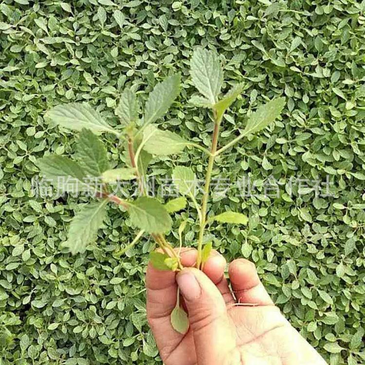 马鞭草苗 柳叶马鞭草花苗 花海植物种植基地直销优质马鞭草小苗