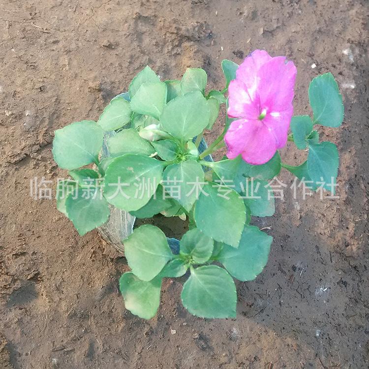 批发优质凤仙花苗  家庭种植观赏花卉  绿化工程花卉  品种优良