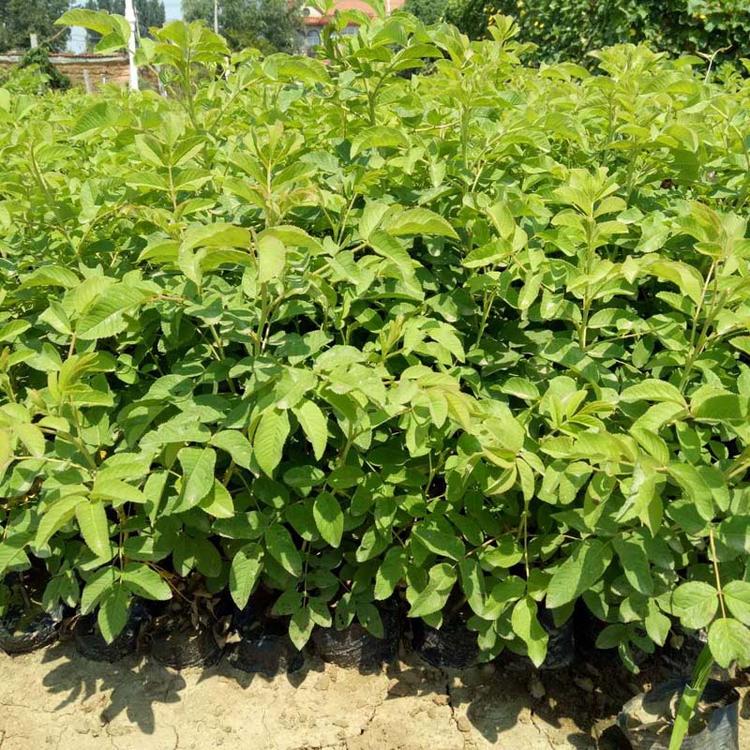 四季玫瑰小苗 藤本月季蔷薇花苗 庭院爬藤植物阳台四季开花玫瑰