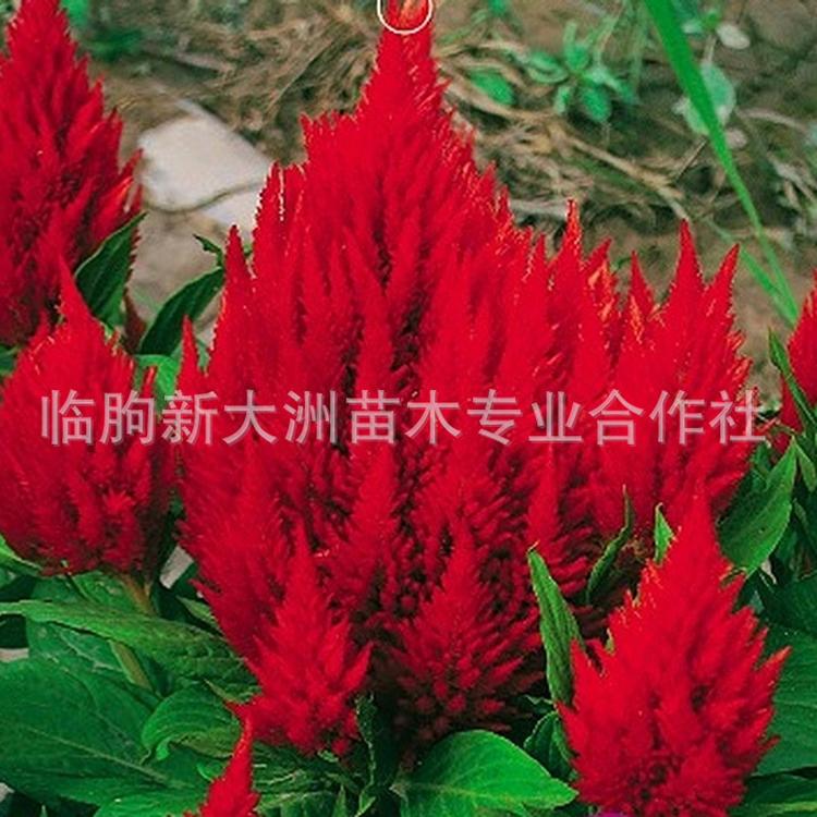 凤尾鸡冠花 穗冠花苗带花带泥杯 阳台庭院楼顶公园绿化草花苗