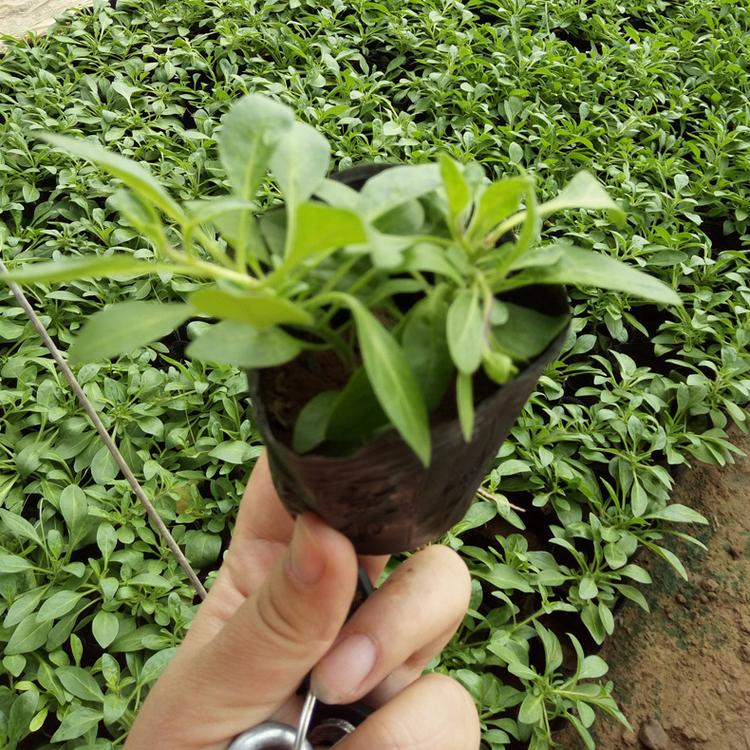 基地直销垂吊牵牛苗 绿化工程花卉苗 垂吊牵牛苗价格