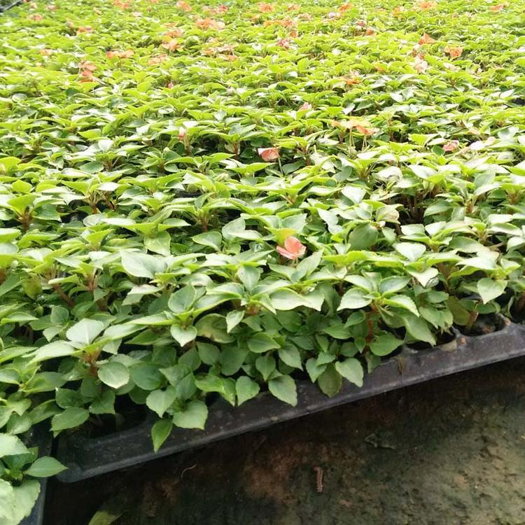 青州苗圃批发凤仙花苗 凤仙花 草花 草花苗 价格实惠 基地直销凤仙幼苗