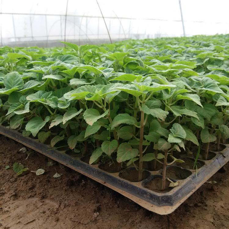一串红苗 青州花卉基地 时令花卉小苗 一串红花苗 一串红小苗价格