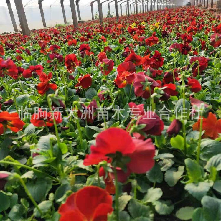 三色堇 冬季租摆花卉 冬季耐寒植物草花 花色齐全 特价批发三色堇