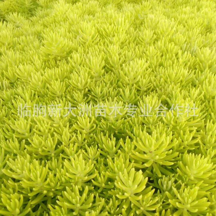 佛甲草  青州花卉基地特价批发佛甲草 屋顶绿化垂直绿化佛甲草 佛甲草价格