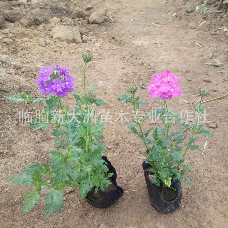 美女樱 美女樱种植基地  优质宿根花卉美女樱 细叶美女樱价格