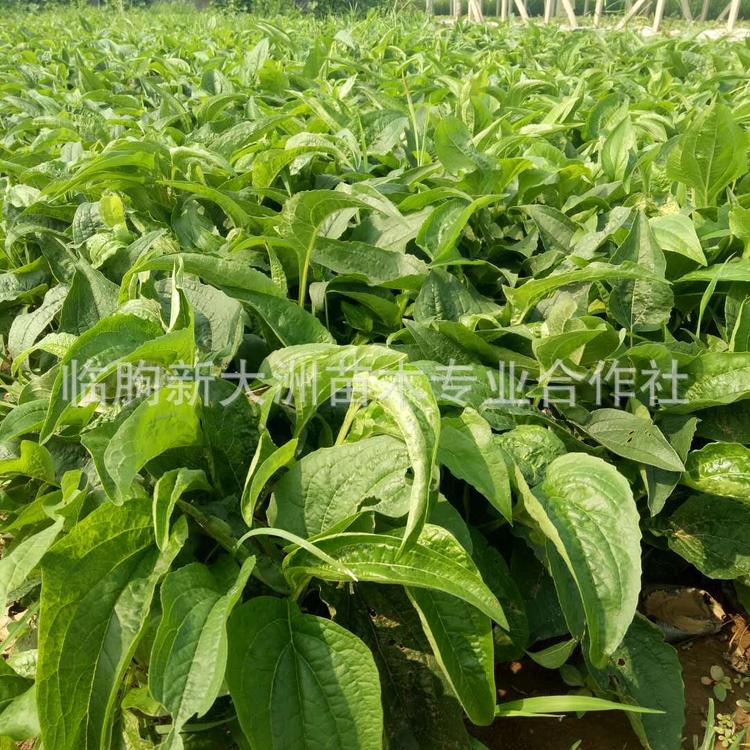 松果菊多年生花卉 花海植物 特价批发松果菊 松果菊价格